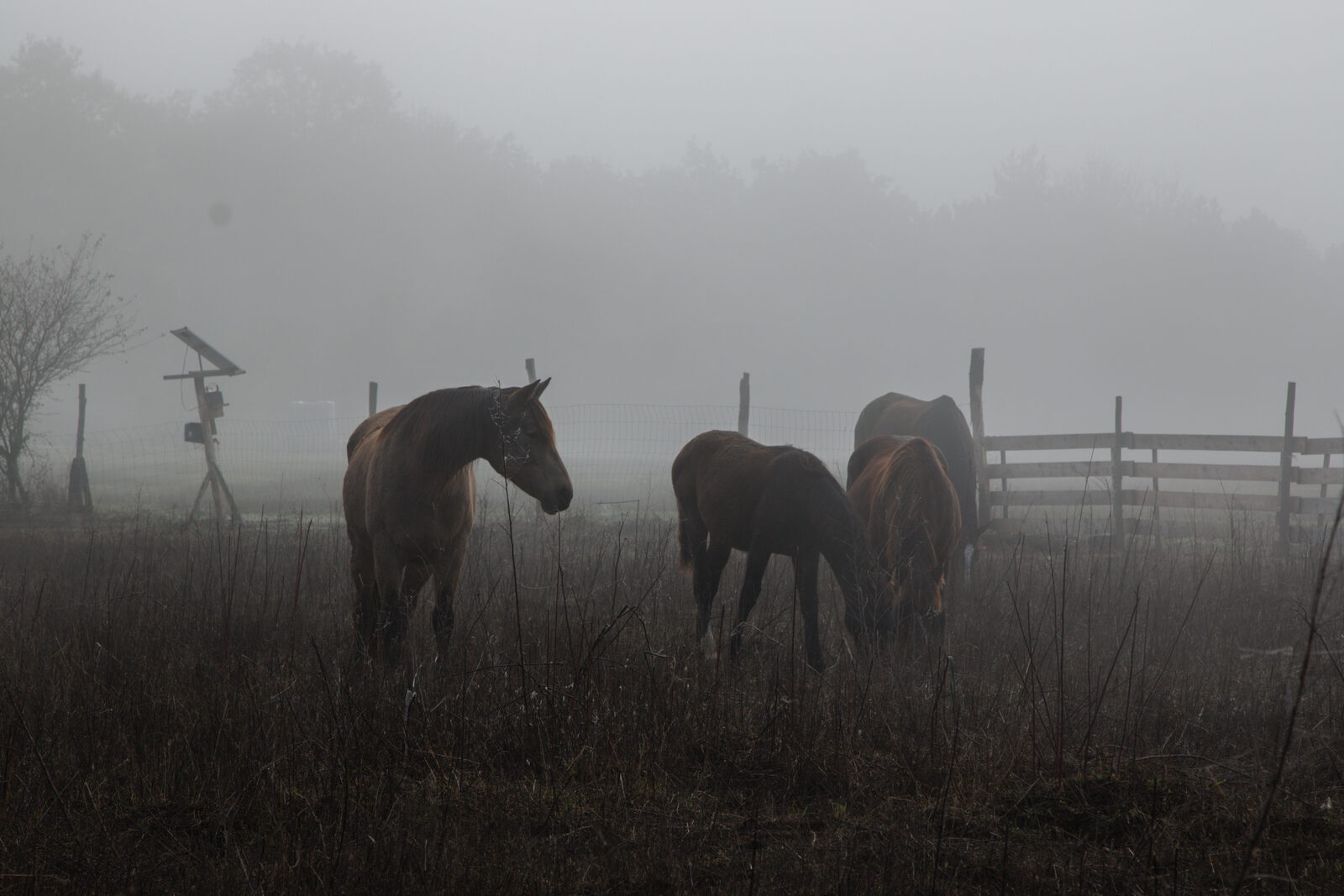 Horses grazing in a foggy field at dawn